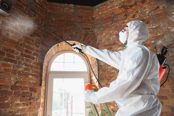 Best Mold removal after water damage  in USA